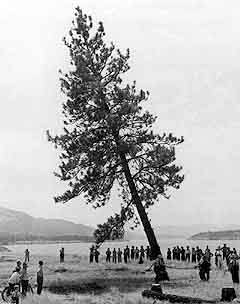 Grand Coulee tree