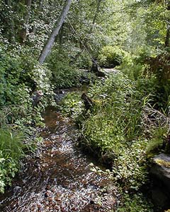  Lund Creek 