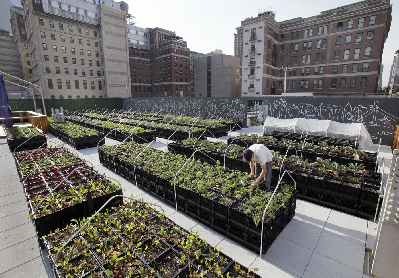 Container Gardening In Empty Construction Lots (River park farm New York)