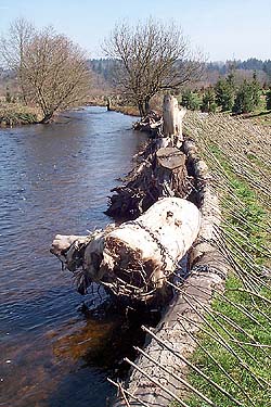 Bear Creek restoration
