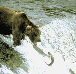 Bear and salmon