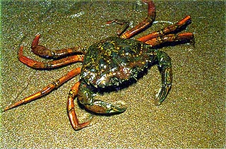 Green crab