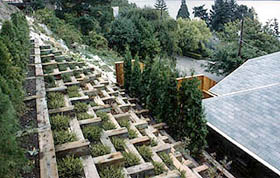 Relandscaped Leschi hillside