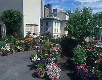 roof garden 