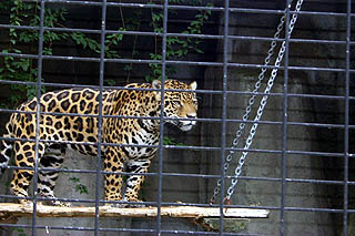 Jaguar