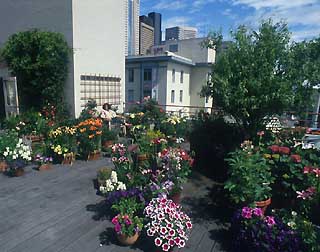 roof garden
