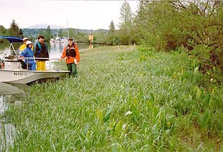 Snohomish River riparian 