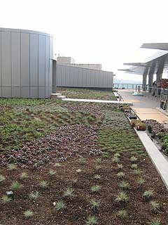green roof 