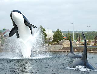  life-sized orca 