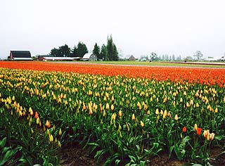 Skagit Valley Tulip Festival 