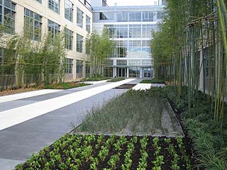  bamboo courtyard