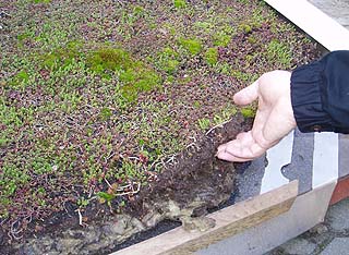  green roof